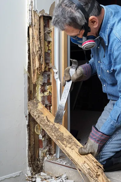 Homme enlevant le bois endommagé par termite du mur — Photo