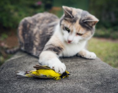 Calico Cat Holding Dead Hooded Warbler Song Bird with Its Paw clipart