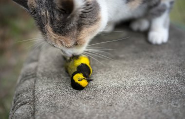 Alaca kedi koklama Geçenlerde sarı kapşonlu ötleğen kuşu öldürdü