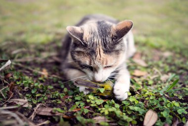 Geçenlerde öldürülen sarı kapşonlu ötleğen kuşu ile alaca kedi