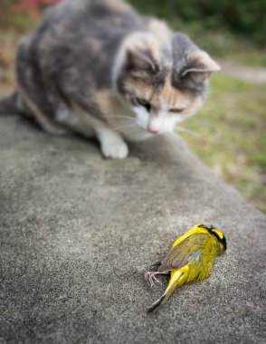 Geçenlerde öldürülen sarı kapşonlu ötleğen kuşu ile alaca kedi