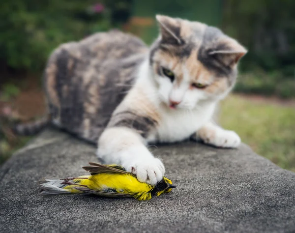 印花布猫抱着死戴兜帽的莺歌鸟用爪子 — 图库照片