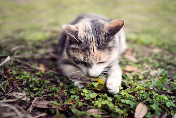 Kočka kaliko s nedávno zabit žlutá s kapucí zpěvný pták — Stock fotografie