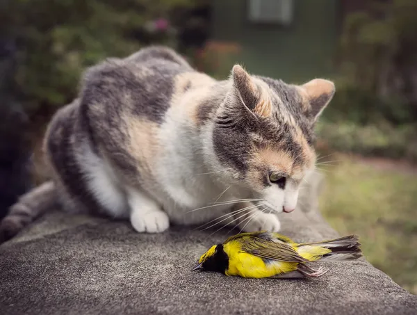 Calico-Katze mit kürzlich getötetem gelben Kapuzenrohrsänger — Stockfoto