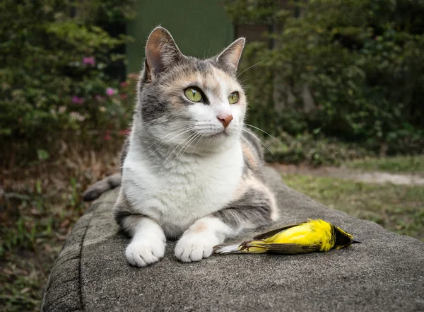 Kalikå katt med nyligen dödade gul huva skogssångare fågel — Stockfoto