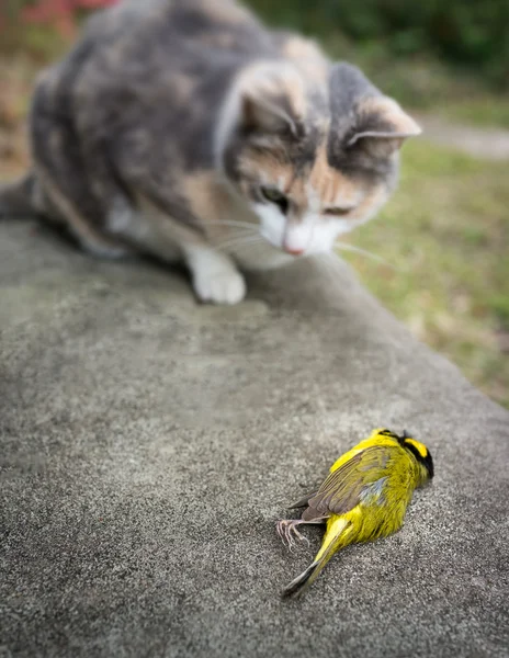 三毛猫ねこネコ猫の最近殺されたイエロー フード付きウグイス鳥 — ストック写真