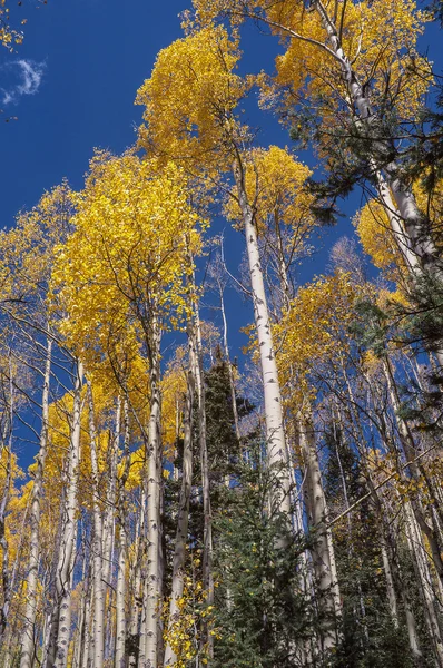 Santa Fe Aspen Grove i höst — Stockfoto