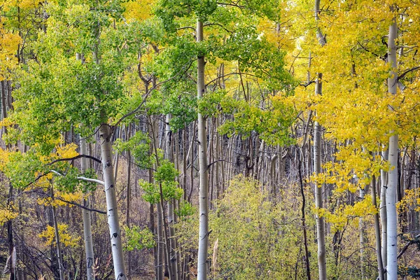 Bosque de Aspen en el Bosque Nacional de Santa Fe en otoño . —  Fotos de Stock
