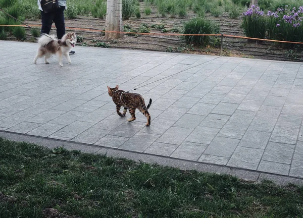Domestic Bengal cat and dog encounter in Milan - New Pet trend cat with leash