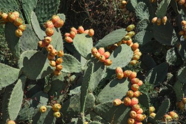 view of figs of india in a sunny day - sardinia italy