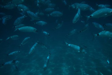 school of fish at the water surface in the Mediterranean sea