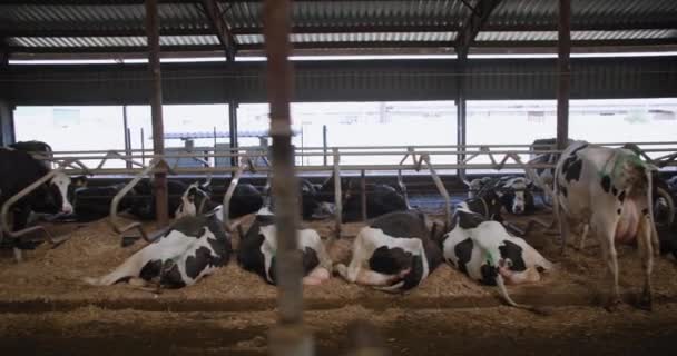 农村的农业和畜牧业，在室内农场的干草中休息着一排又一排的黑白奶牛 — 图库视频影像