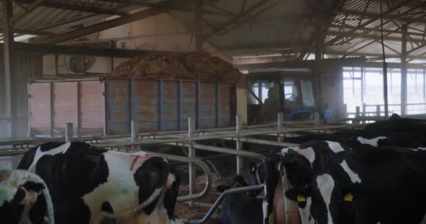Traktor mit Anhänger transportiert Heu im Stall, Milchkühe tragen Ohrmarken und Halsbänder im Kinderzimmer — Stockvideo
