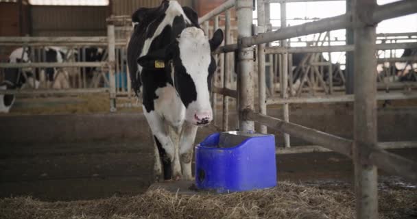 Mléko moderní farma, krásná kráva s čísly na uších pitná voda z sippy pohár v byre — Stock video