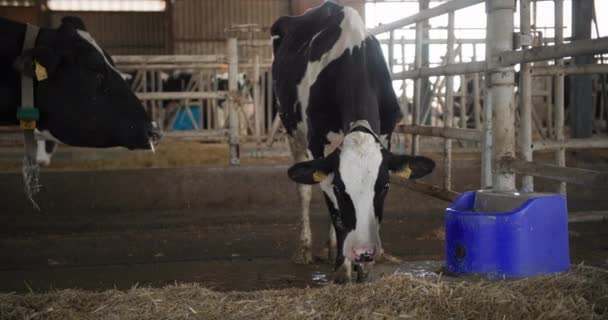 Landwirtschaft, schwarz-weiße Kühe blicken in die Kamera, während sie im Kuhstall neben einer Tasse mit Wasser stehen — Stockvideo