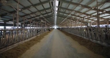 Süt ve et endüstrisi, ineklerin saman yediği modern çiftlik ahırı, havalandırma sistemi olan inek ahırları.