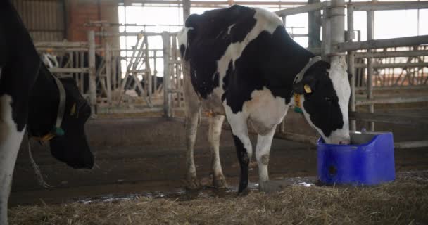Viehzucht im Dorf, Kuh mit Zahlen auf den Ohren trinkt Wasser aus Schluckbecher im Kuhstall — Stockvideo