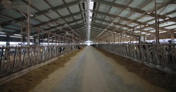 Melk en vleesindustrie, moderne boerderijschuur met koeien die hooi eten, koeienstal met ventilatiesysteem — Stockvideo