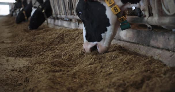 Kulak etiketi ve yaka ile sağılan inek ahırda saman yiyor. Yakın plan, tarım ve hayvancılık. — Stok video