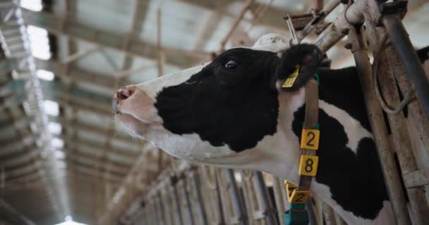 Kuh kaut Heu, Vieh mit Ohrmarken und Halsband im Stall in Großaufnahme, Landwirtschaft und Tierhaltung auf dem Land — Stockvideo