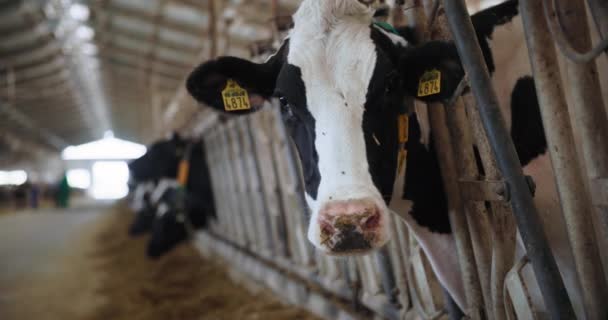 Süt çiftliği, kirli burunlu inek saman çiğner ve kameraya bakar, kulaklarında etiket ve ahırda tasma olan sığırlar. — Stok video