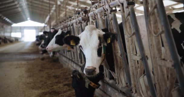 家畜農場牛の家で干し草を噛む屋台で耳のタグと襟を身に着けている黒と白の牛 — ストック動画
