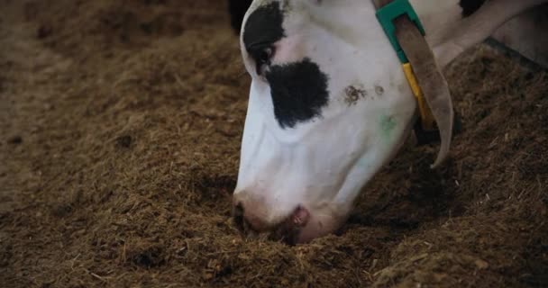 Vaca con orejeras y cuello mastica forraje equilibrado de cerca en establo en el campo, la industria agrícola — Vídeos de Stock