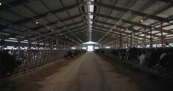 Cría y cría de animales, muchas vacas en un puesto de comida para masticar en un granero grande, granja moderna con sistema de ventilación — Vídeo de stock