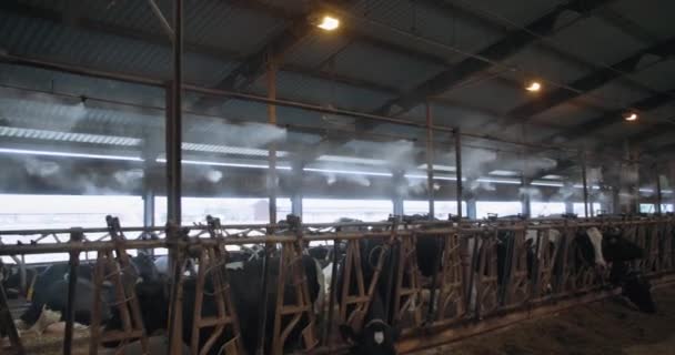 Muitas vacas comem na barraca em casa de vacas, o celeiro tem umidificadores industriais e um sistema de ventilação — Vídeo de Stock