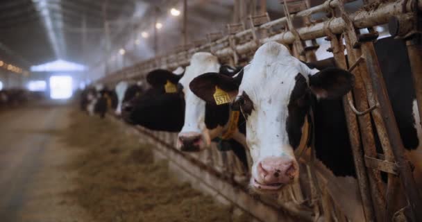 Giovenche bovine con numeri sulle orecchie che masticano fieno presso la casa della mucca guardando alla telecamera, industria manifatturiera del latte — Video Stock