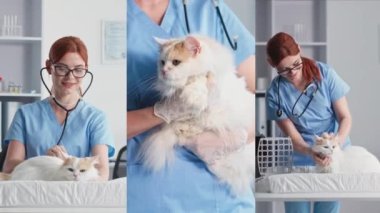 İlgili kadın veteriner klinikteki evcil hayvanı muayene eder, kolaj...