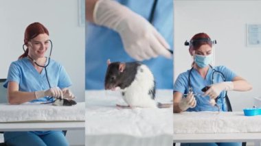 Çoklu ekran, klinikte evcil hayvan faresini muayene eden genç bayan veteriner ve laboratuarda aşı enjekte eden hayvan sağlığı uzmanı.