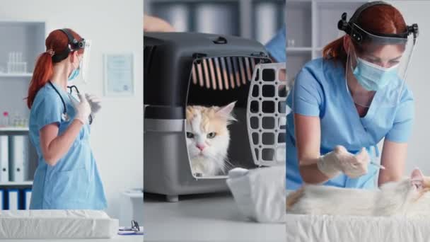 Állatorvos, imádnivaló nőorvos orvosi maszkban védőszemüvegben kezel egy házimacskát, vakcinát ad be egy állatnak, multiscreen — Stock videók