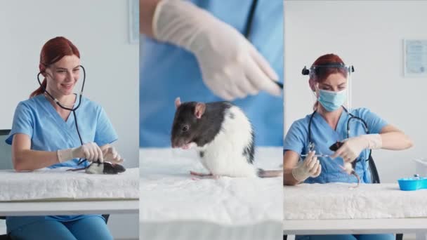 Мультиэкран, молодая женщина ветеринар обследование крысы в офисе клиники и введение вакцины в лабораторных условиях, здоровье домашних животных — стоковое видео