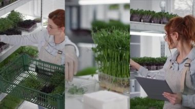 Çoklu ekran, kadın girişimci mikroçim yetiştirir ve müşterilere göndermek için bir kabın içinde filizler toplar, küçük işletme
