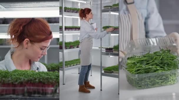 Microgreen farma, mladá žena kontroluje mladé klíčky v kontejnerech a balí je do kontejneru pro zásilku kupujícím, koláž — Stock video