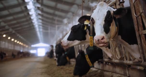Boskapsuppfödning, svartvita vackra ko med taggar i öron och krage äter foder stående i stall bakgrund av boskap i en lada — Stockvideo