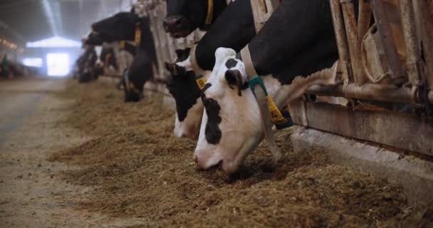 Mléčná farma, rozkošná kráva jíst seno, zatímco stojí ve stáji na pozadí dobytka s visačkami v uších a límcích ve stodole — Stock video
