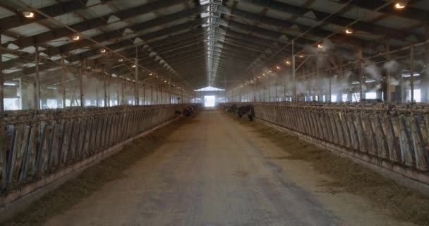 Leite fazenda moderna, celeiro interior está equipado com ventiladores industriais e sistema de pulverização para a manutenção e reprodução de vacas, cuidar de animais — Vídeo de Stock