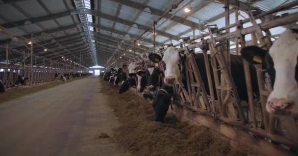 Cría de ganado, una fila de hermosas vacas blancas y negras con marcas en las orejas y collares comiendo paja están de pie en el corral — Vídeos de Stock