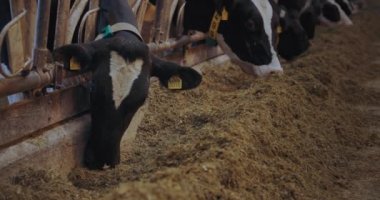 Süt imalatı endüstrisi, kulaklarında dijital etiketleri olan güzel inek besleniyor, süt sığırları ahırda beklerken saman yiyor.