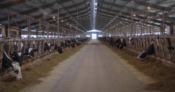 Granja de ganado, una manada de vacas lecheras con etiquetas y collares se colocan en el establo y comen alimento combinado en el granero — Vídeo de stock