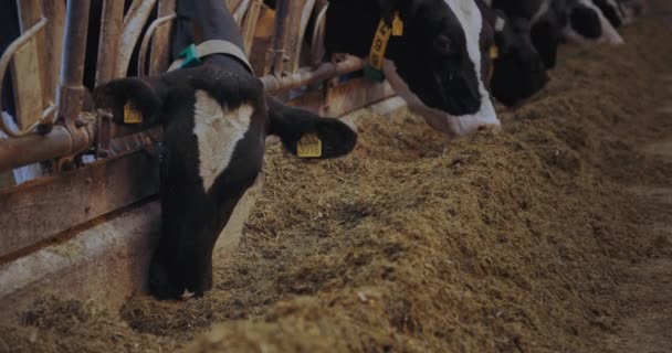 Milchverarbeitungsindustrie, schöne Kuh mit digitalen Tags in den Ohren kaut Futter, Milchkühe fressen Heu, während sie im Stall im Futterhäuschen stehen — Stockvideo