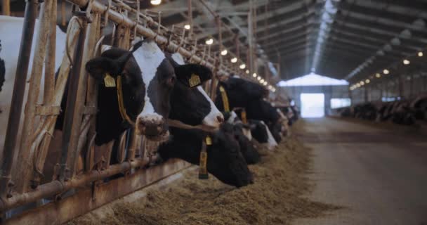 Opieka nad zwierzętami gospodarskimi, krowa mleczna z numerami znaczników w uszach i brudny kołnierz pompy jedząca siano w boksie z innymi zwierzętami gospodarskimi w hangarze w tle — Wideo stockowe