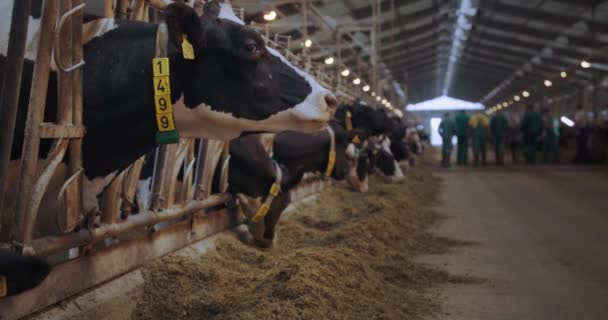 Vee voeden, schattige koe met digitale kraag om haar nek en tags in haar oren eten koom in stal met koeien in cattery op de achtergrond — Stockvideo