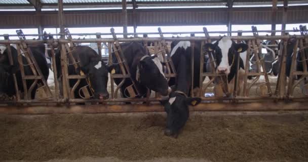 Süt çiftliği, kulaklarında tasma ve etiketleri olan ve hangarda besleyici yem ya da saman yiyen iyi bakımlı süt inekleri. — Stok video