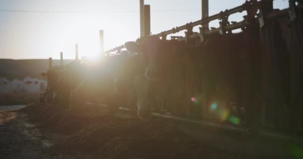 太陽の下の納屋で干し草を食べながら牛が列に並んで立っています — ストック動画