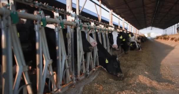 Çiftlik hayvanları beslenme süreci, kulaklıkları ve tasmaları olan sağlıklı inekleri sağma sırasına dizip saman yemek. — Stok video