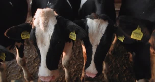 Melkveebedrijf, runderkoppen met oormerken wachten op voedsel in een schuur op een boerderij, close-up — Stockvideo