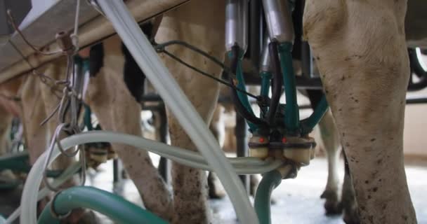 Equipo automatizado para el ordeño, una vaca lechera sana se para con una máquina de ordeño de ubre en una granja moderna — Vídeo de stock